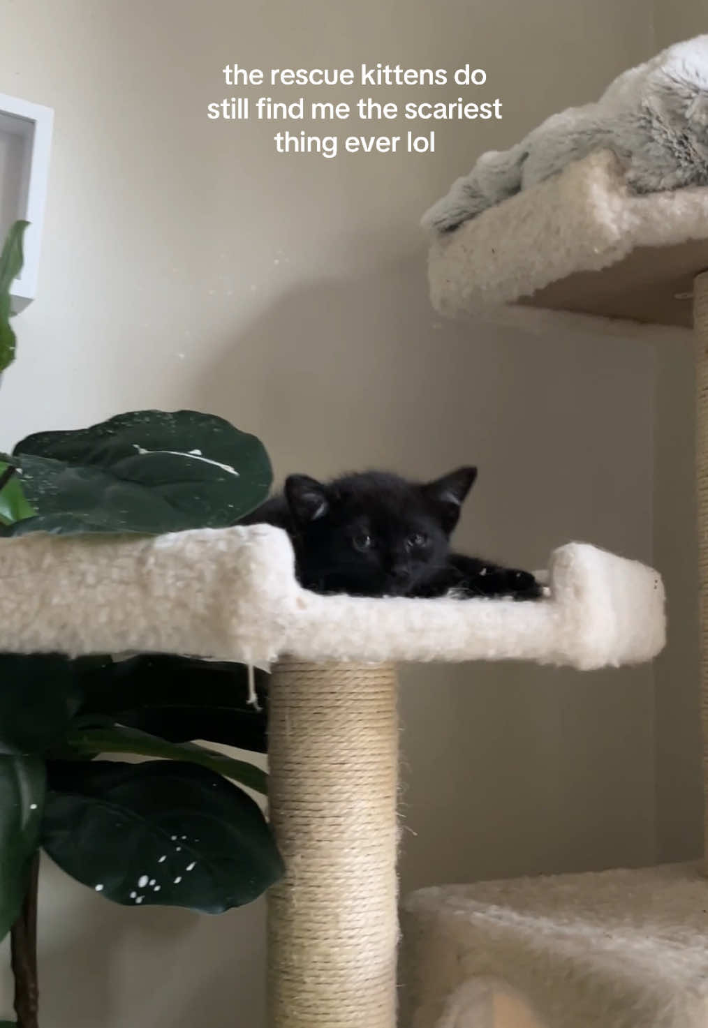 @tiana fosters cats