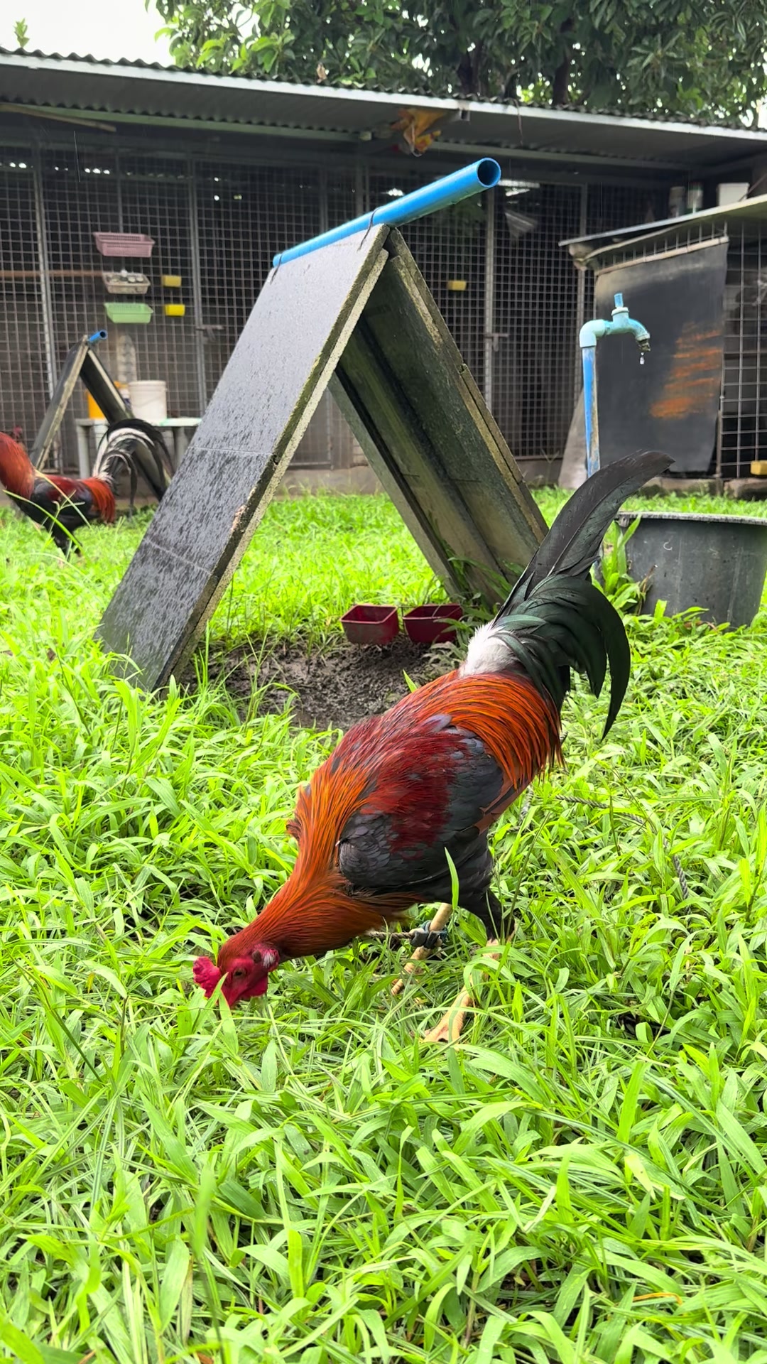 @LA GAME FARM