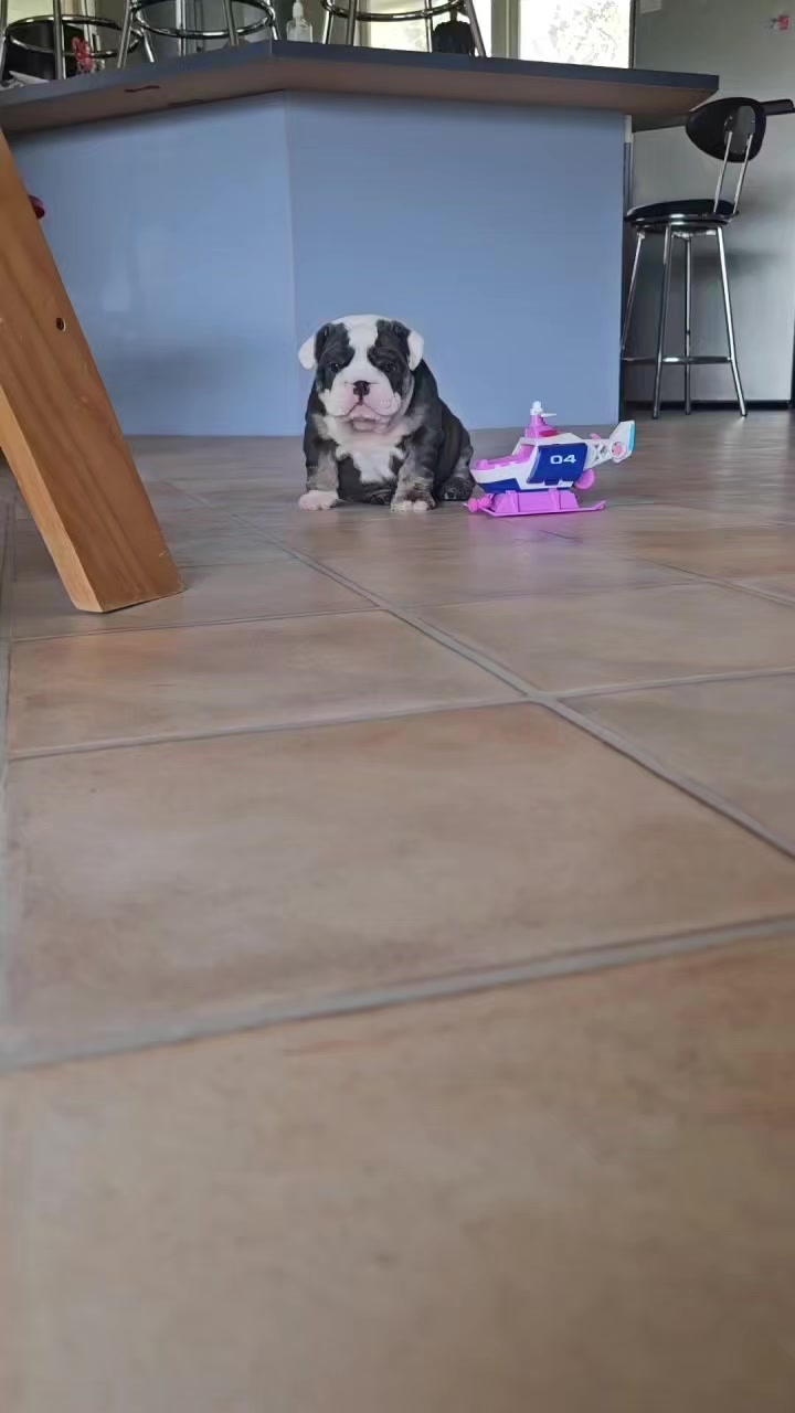@Bulliciious Bulldogs Aotearoa