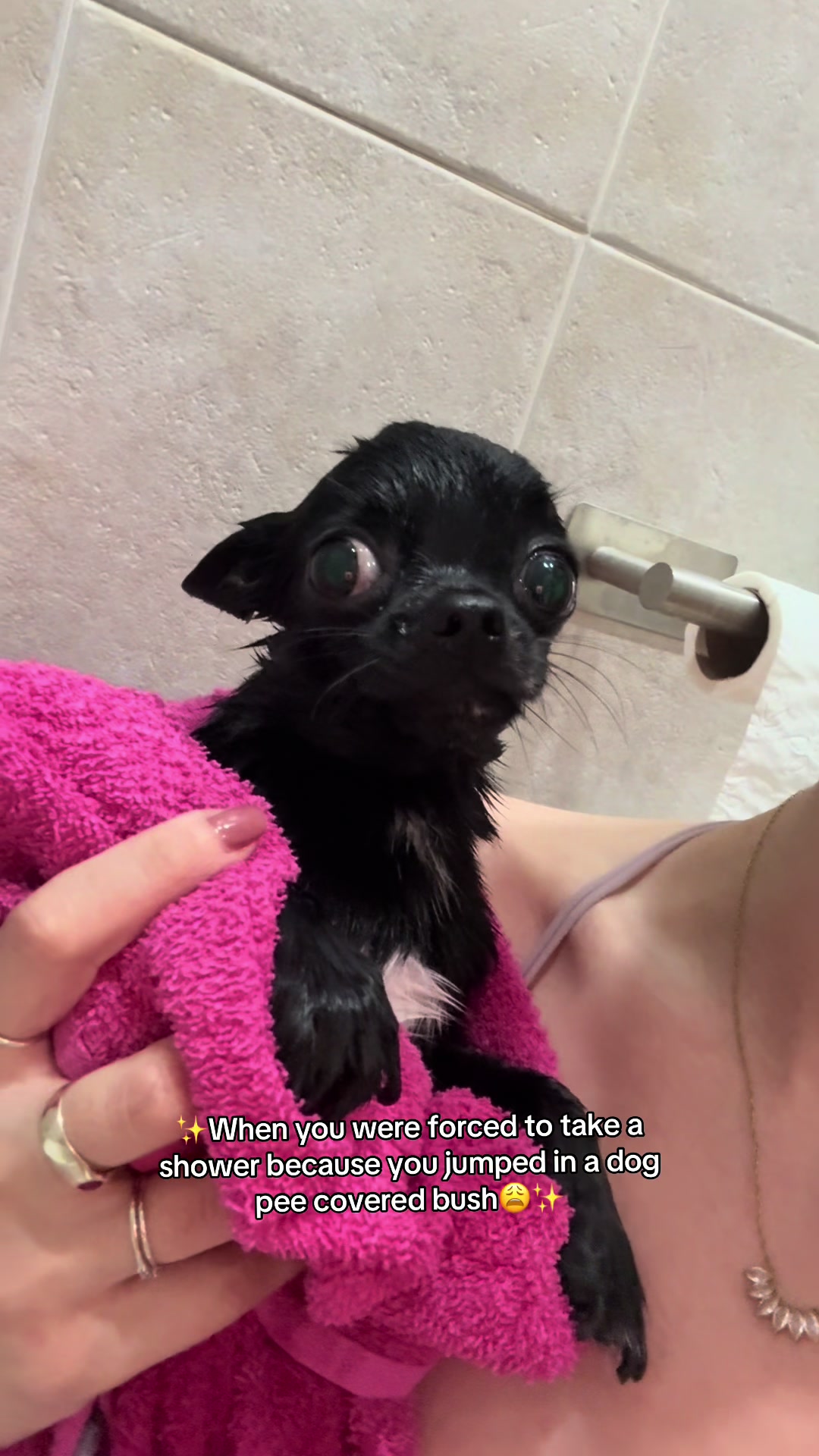 @the_chihuahua_mochi
