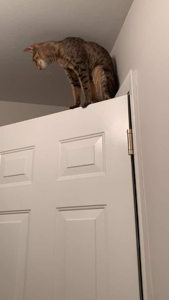 @Atlas the Cat