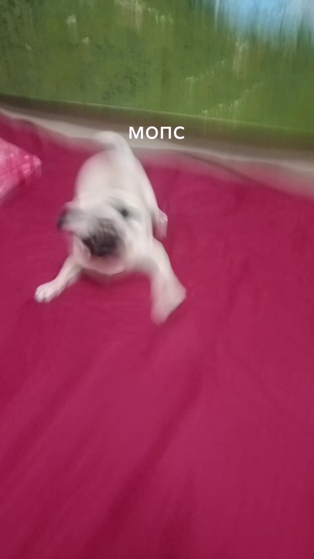 @мопс жора🐾