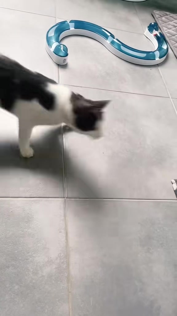 @ronnie_the_cat_be 💎