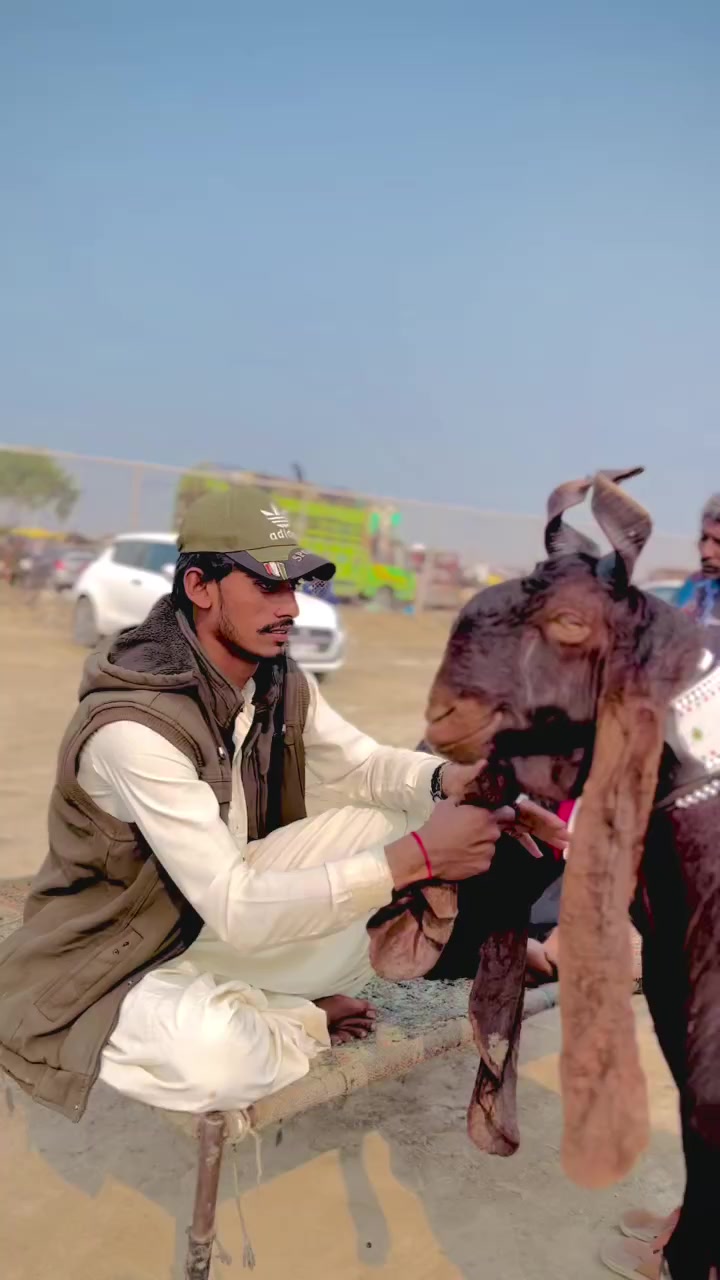 @✨.زاهد سولنگي واپاري. 🐐