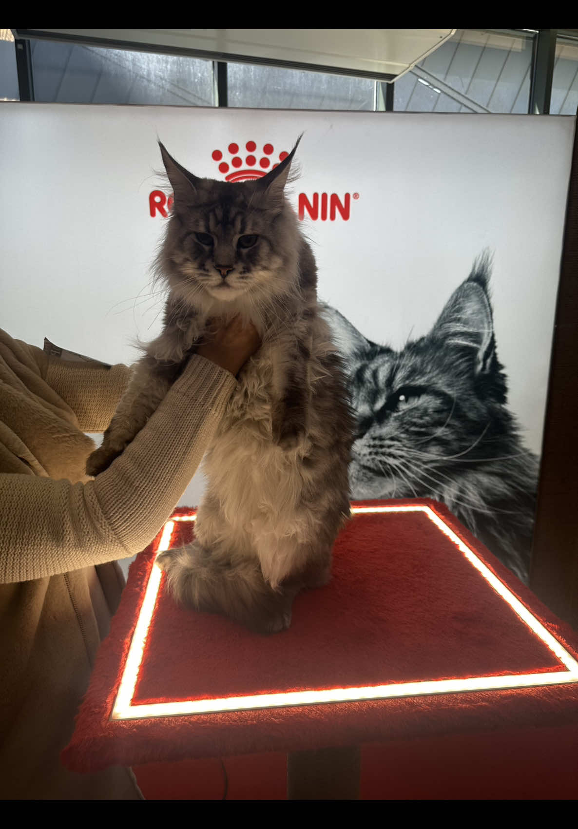 @PARAKENTOS*UA Maine coon