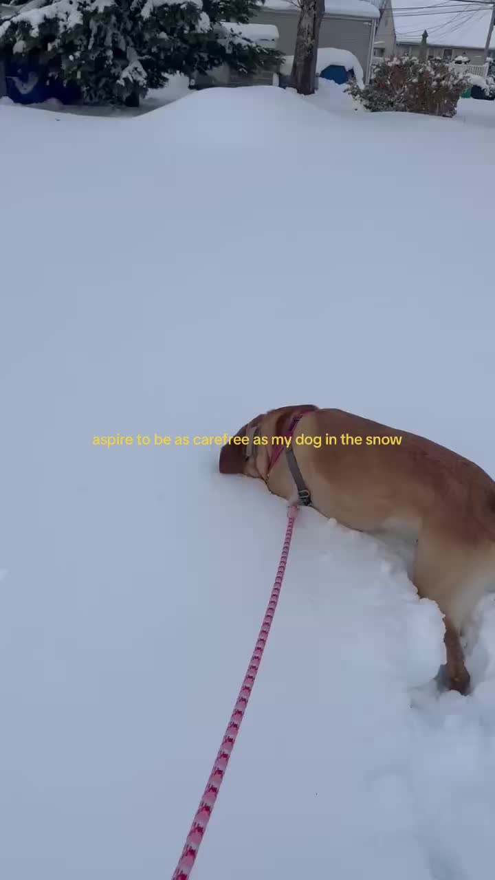 @skylar