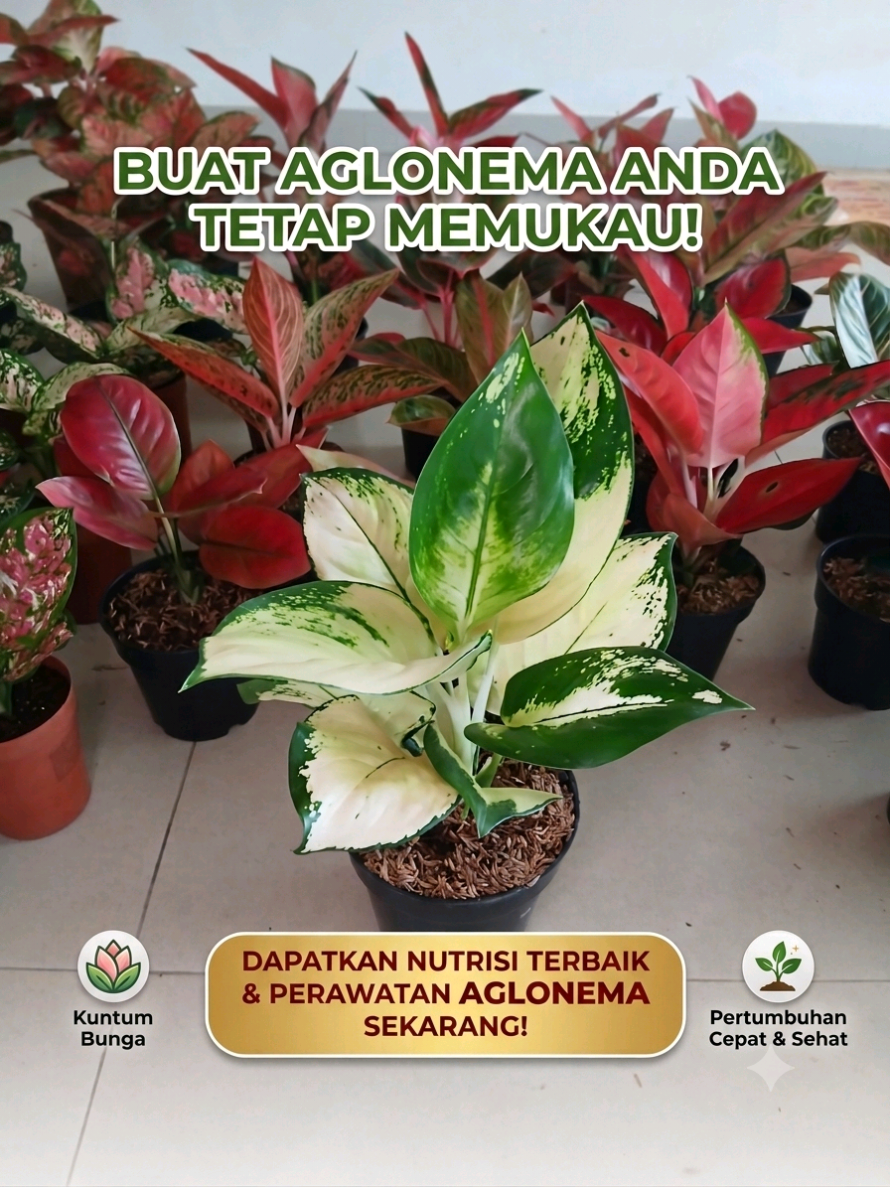 @Kuntum_Bunga