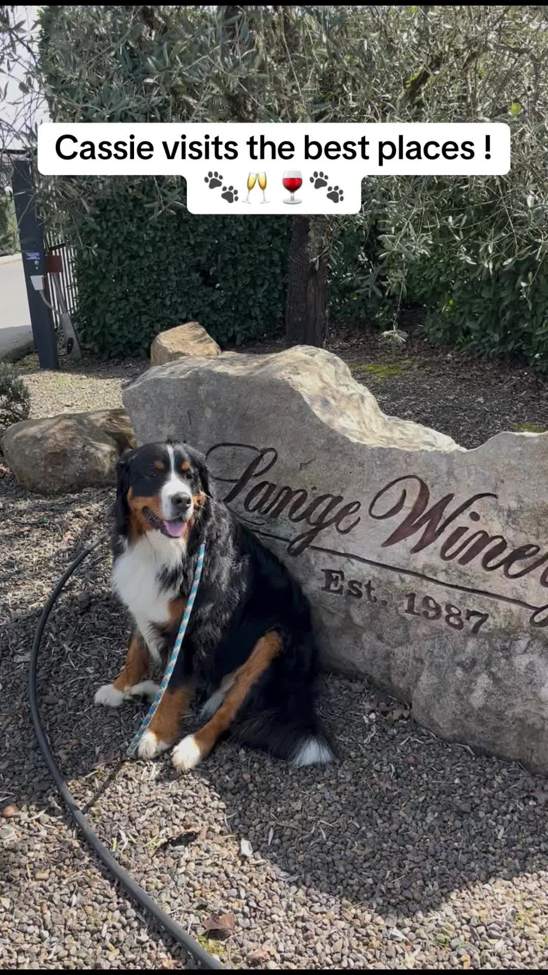 @Triangle Wino