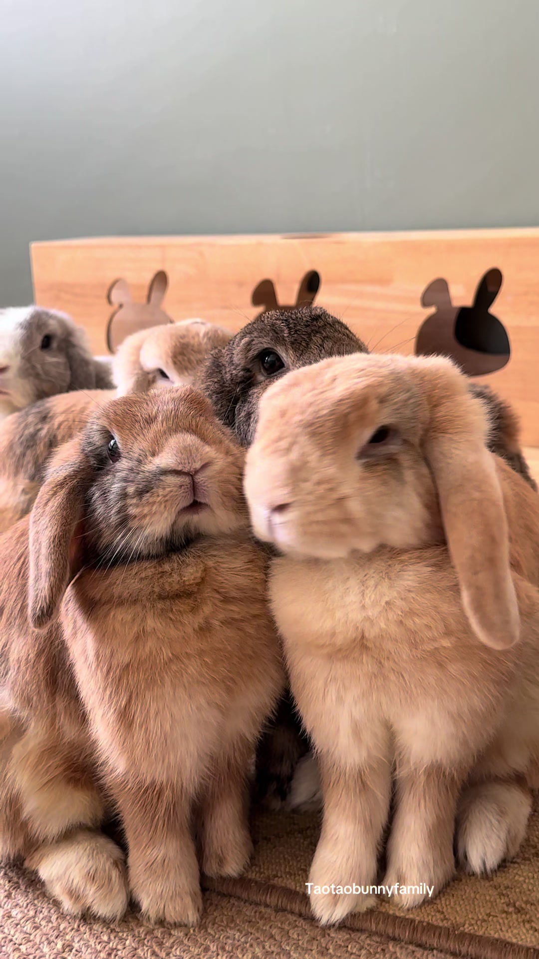 @Taotao Bunnyfamily
