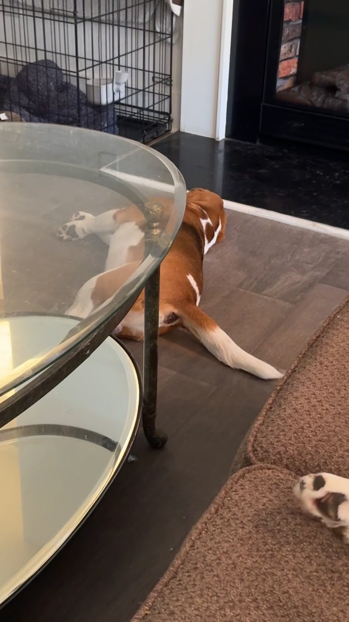 @Bogey the Beagle