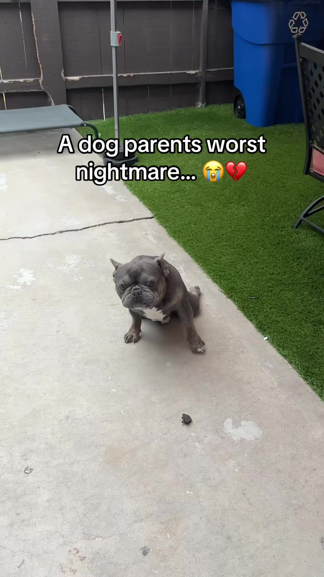 @SavlahPets