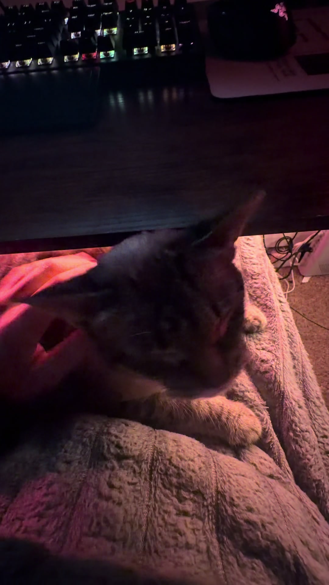 @PepperTheCat