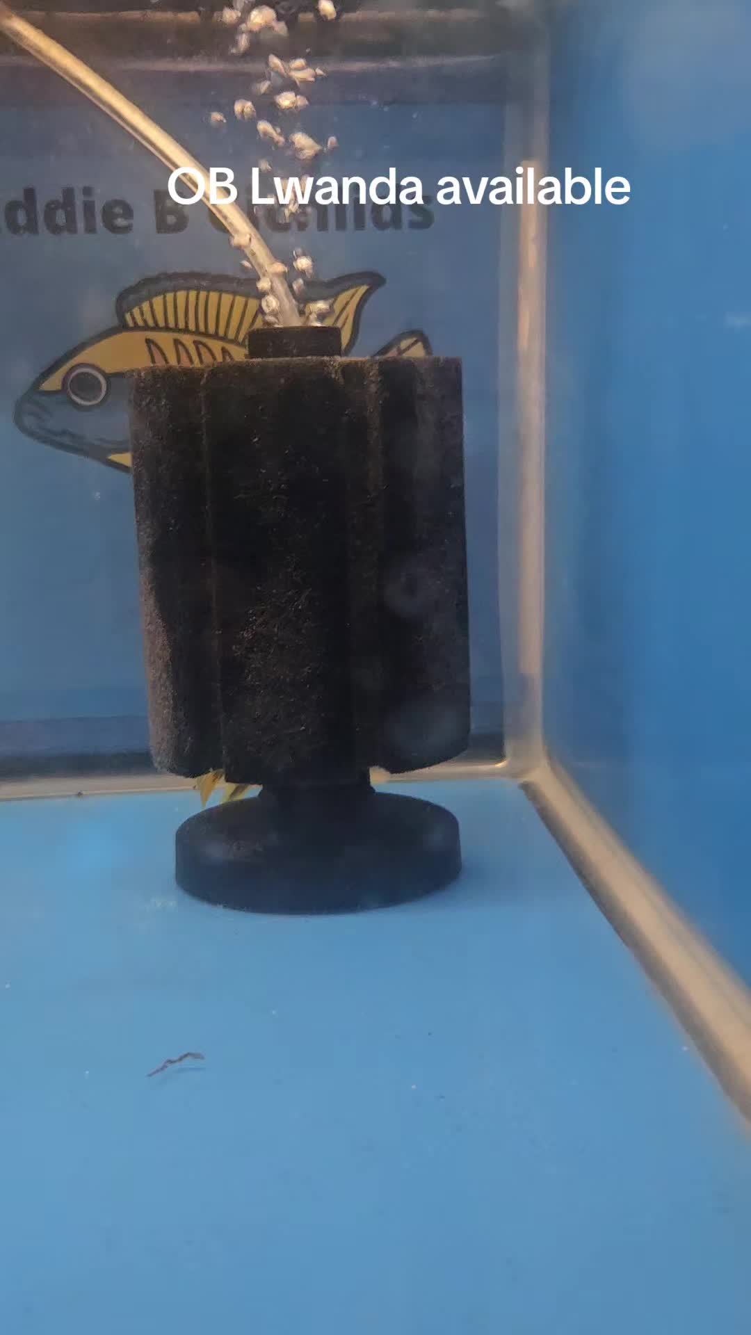 @EddieBcichlids