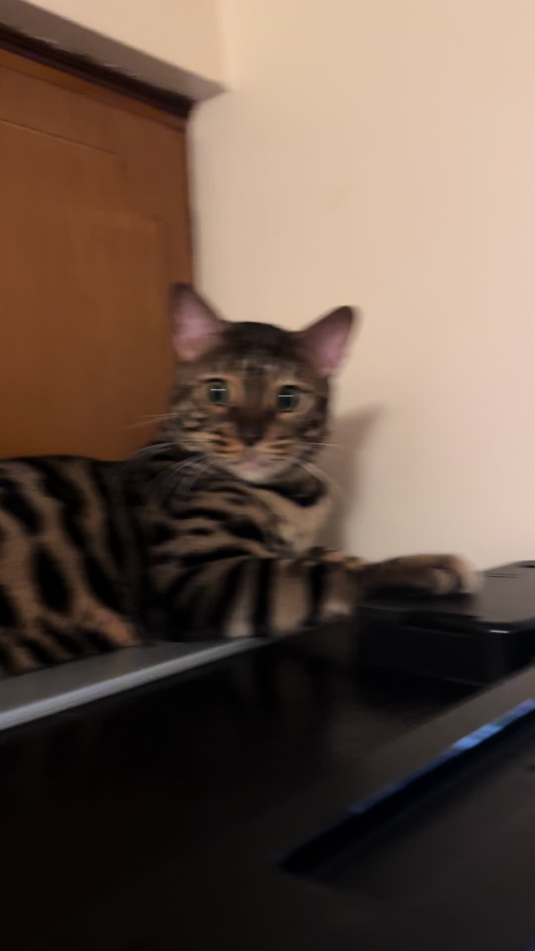 @Tiny Leopard Cats