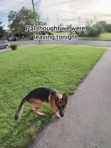 @BuddyandMikes Pal