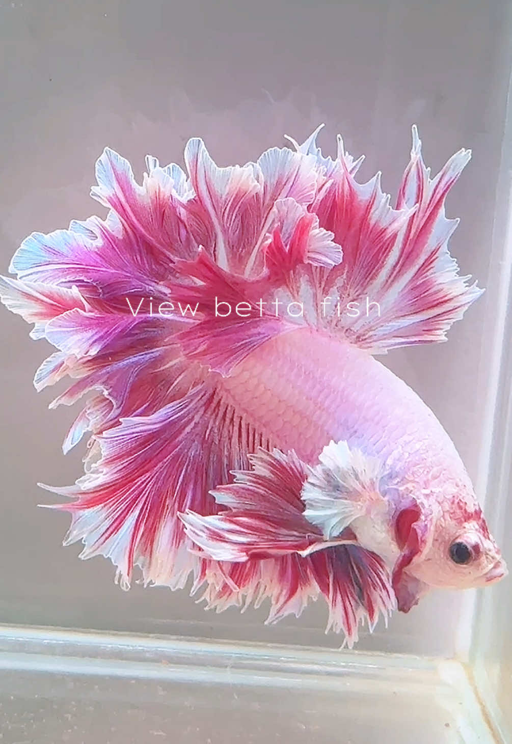 @วิวอยากเลี้ยงปลากัด🐠