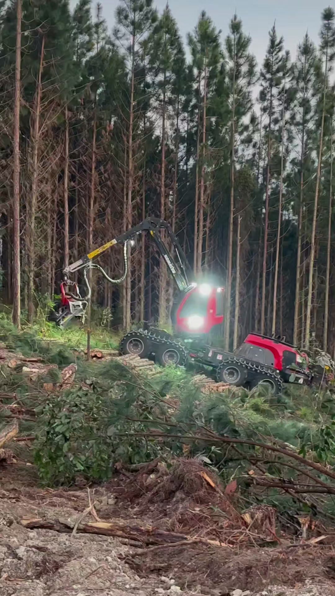 @🌲MAIKY_ROMÃO🌲