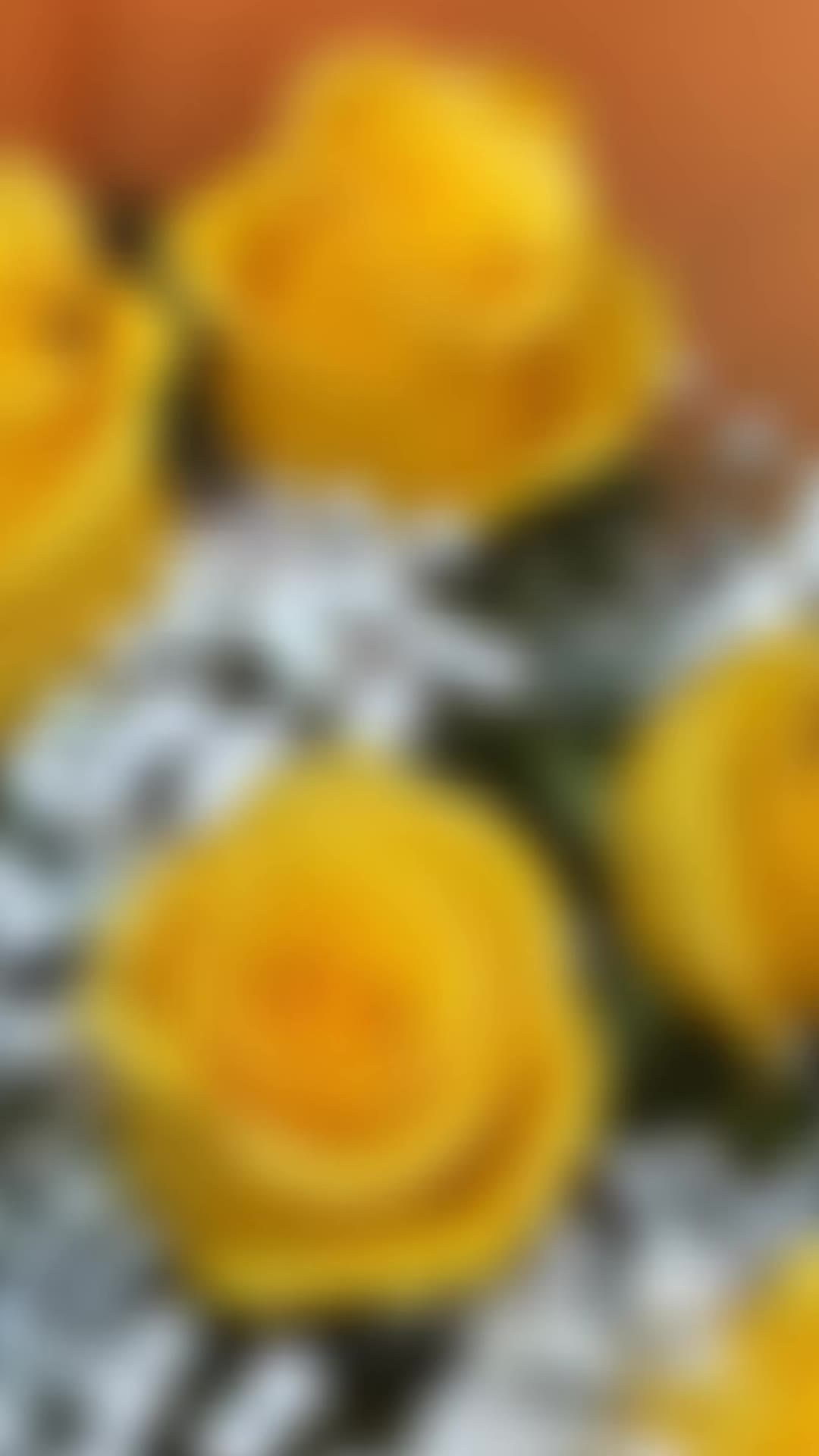 @Paola Andrea's Flowers