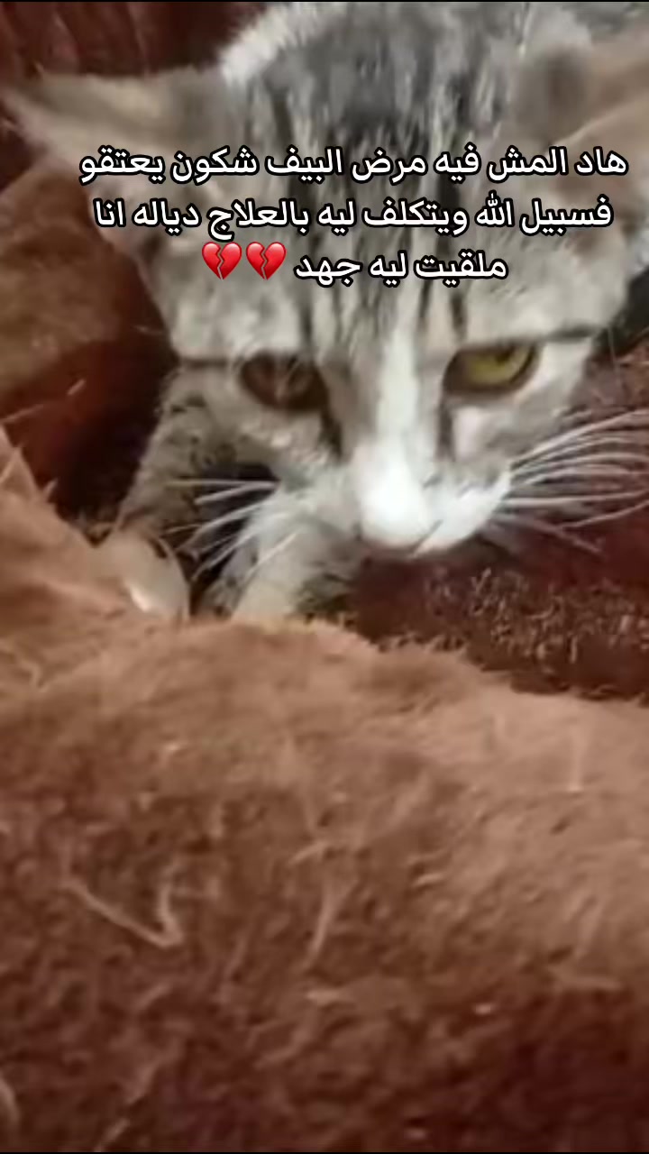 @๐๐ฑ Whiskers Rescue