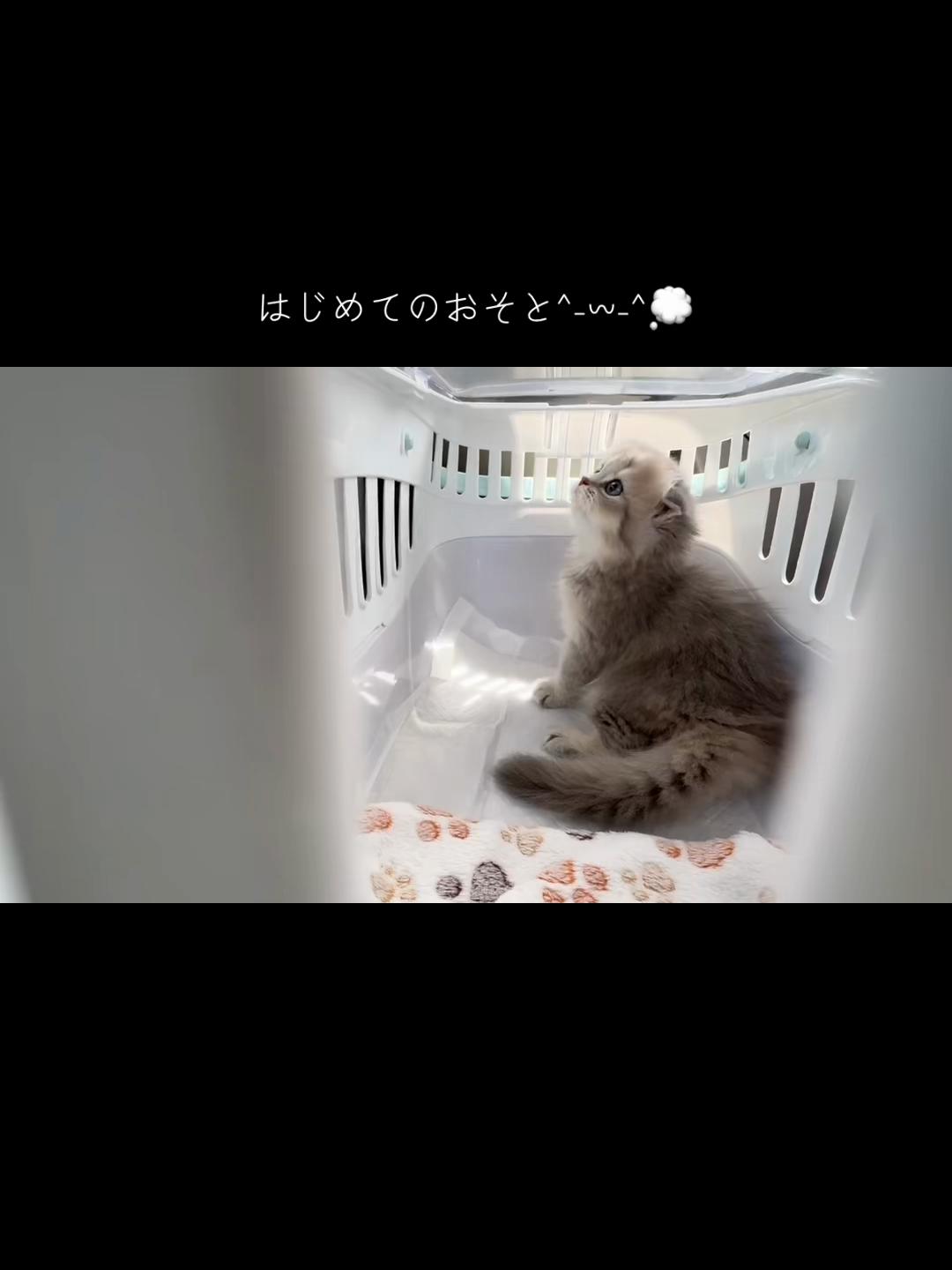 @うにくんとしらすちゃん