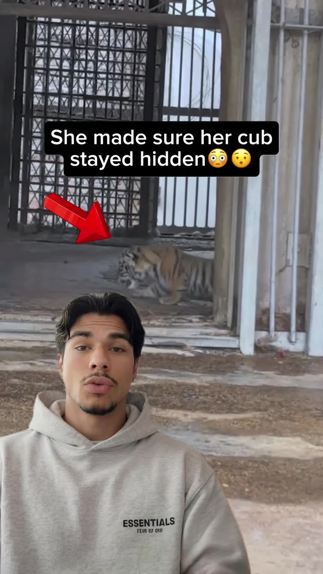 @Animal Code