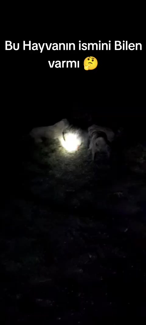 @koçer.12