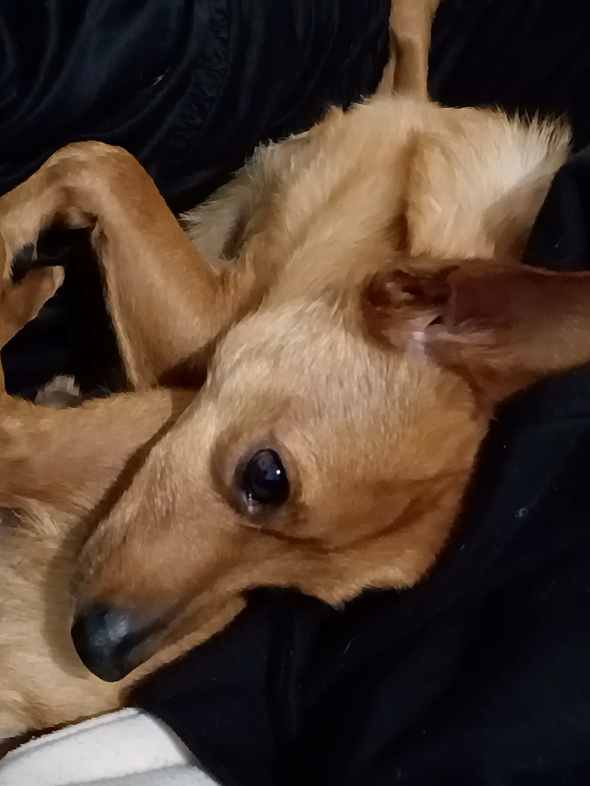 @Cosmos🐕 Maui🐶 Aurora🦊