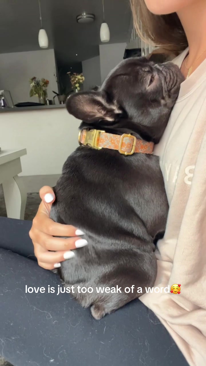 @Mabel the Frenchie
