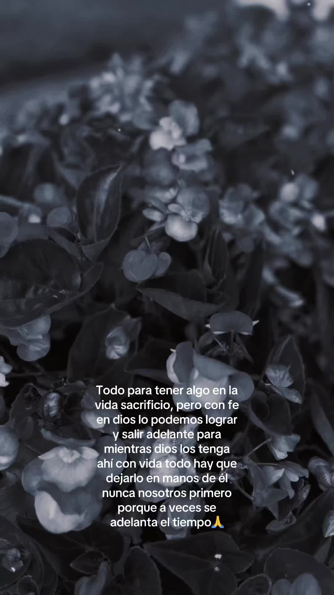 @El chaca