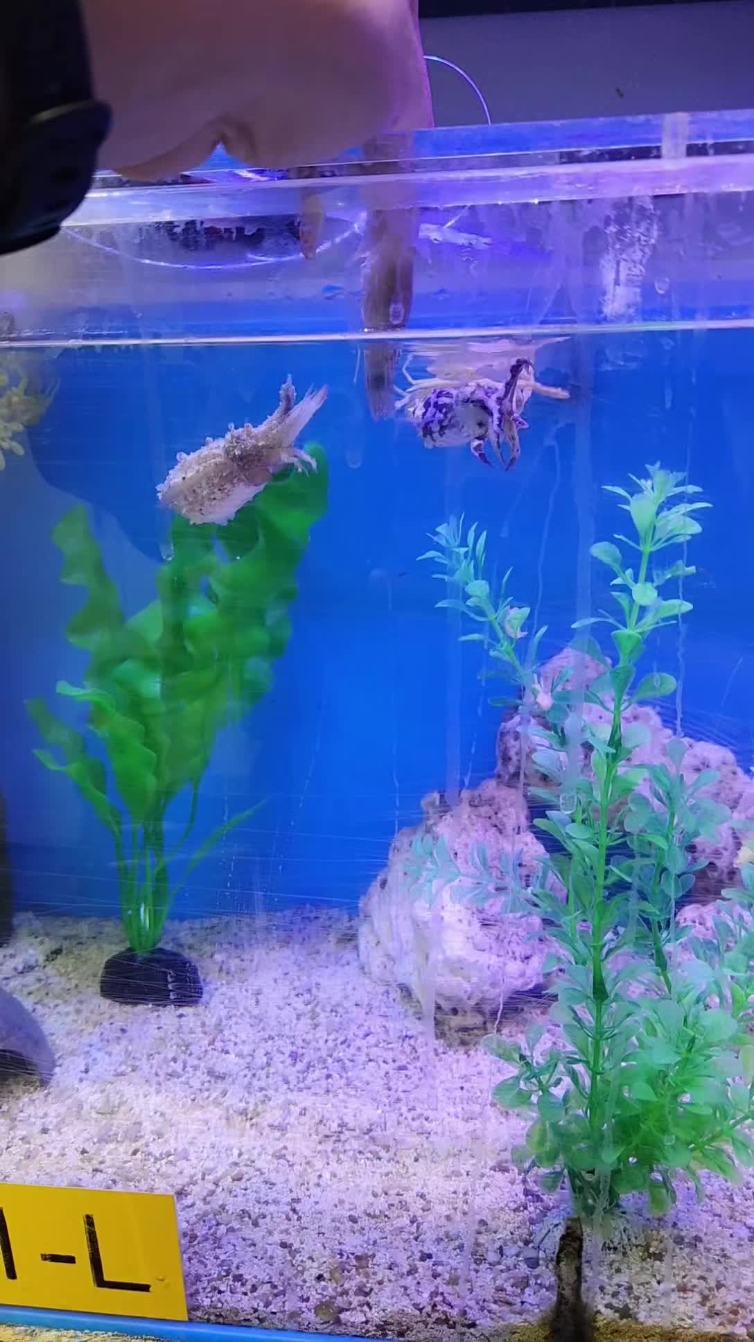 @Cuttle Aquarist