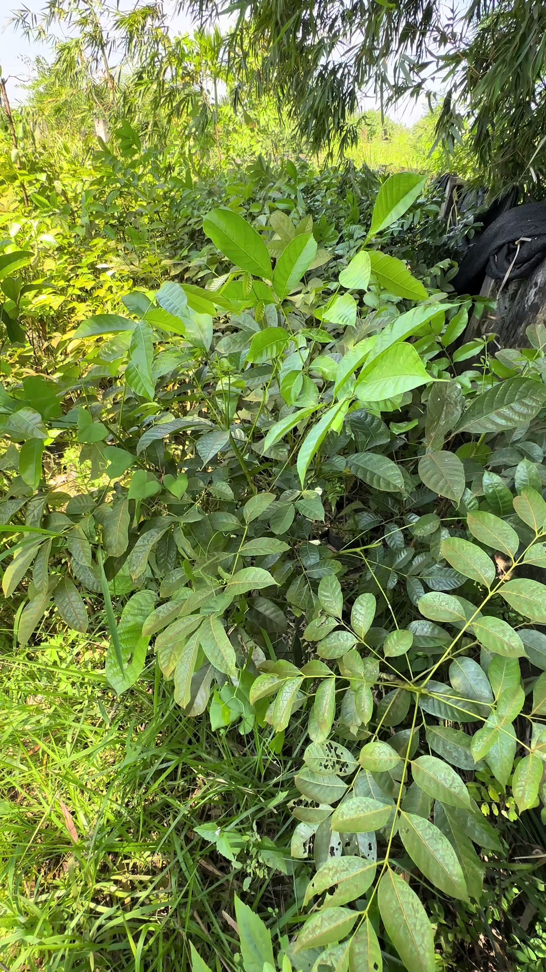 @Nhà Vườn Vũ Mai