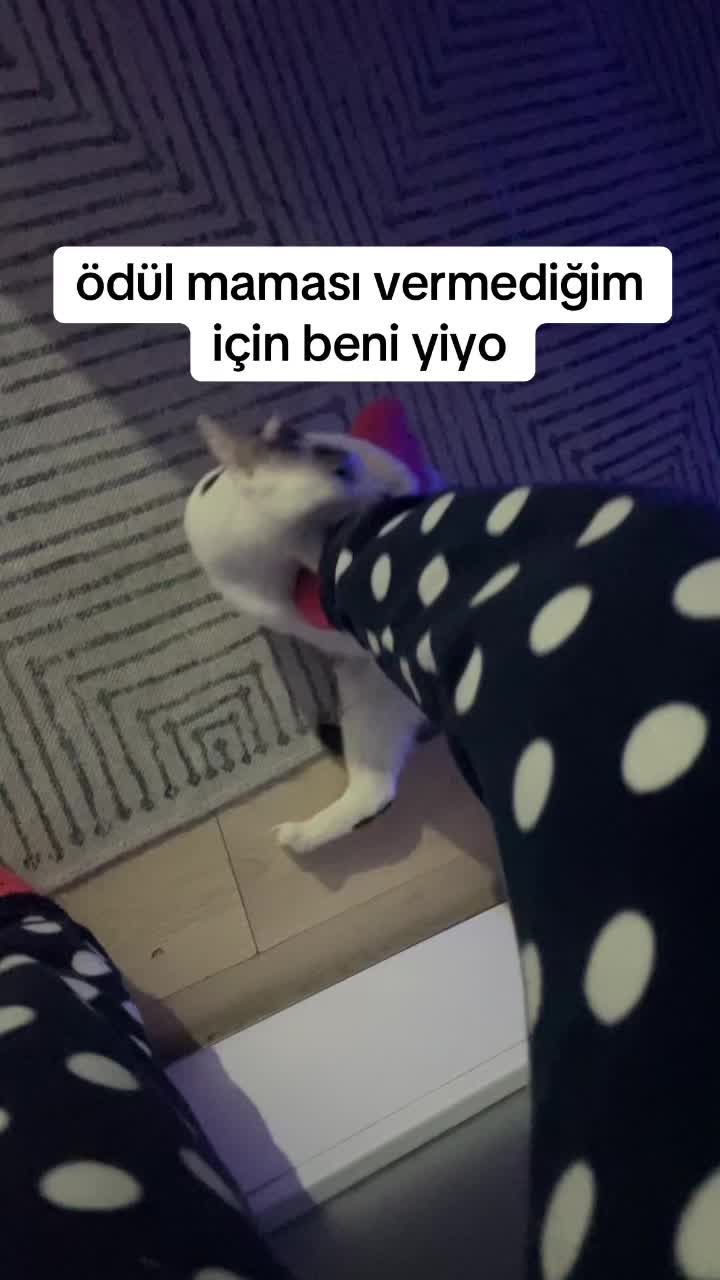 @mısır mercimek halil ve ben 🐈