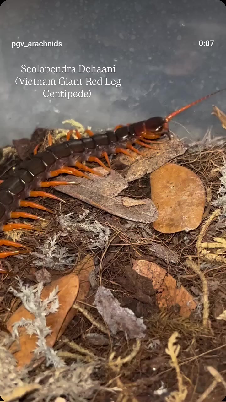 @pgv_arachnids