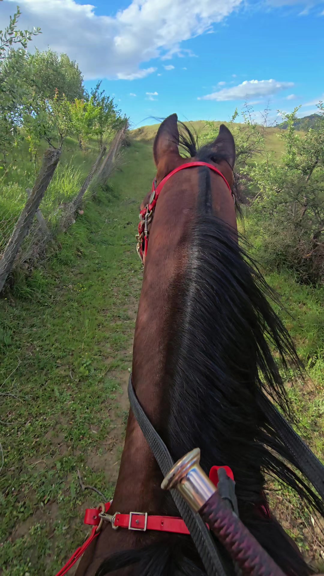 @Horse Training Center Albania