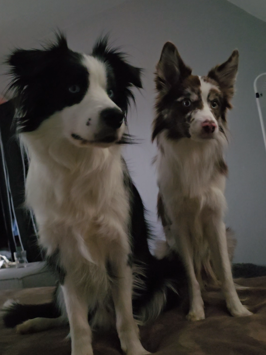 @Sup.Collies🧡💙