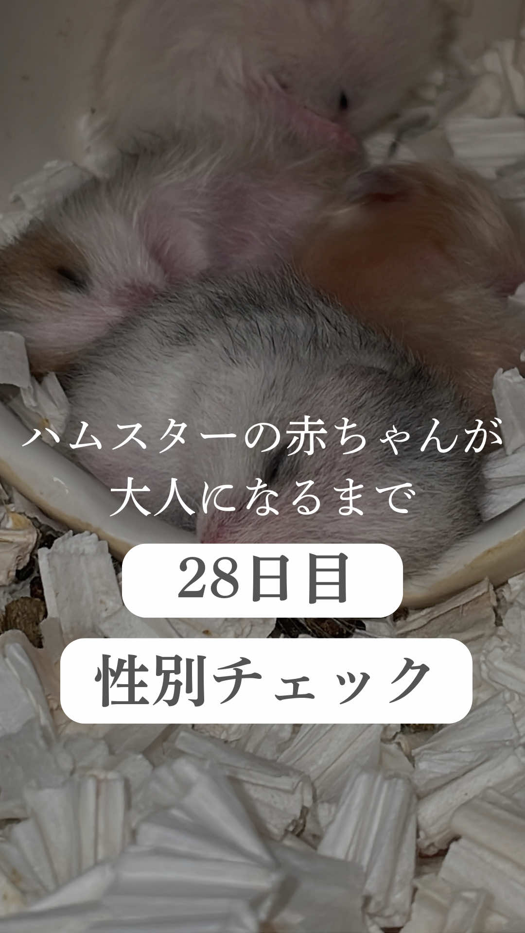 @はむはむパーク