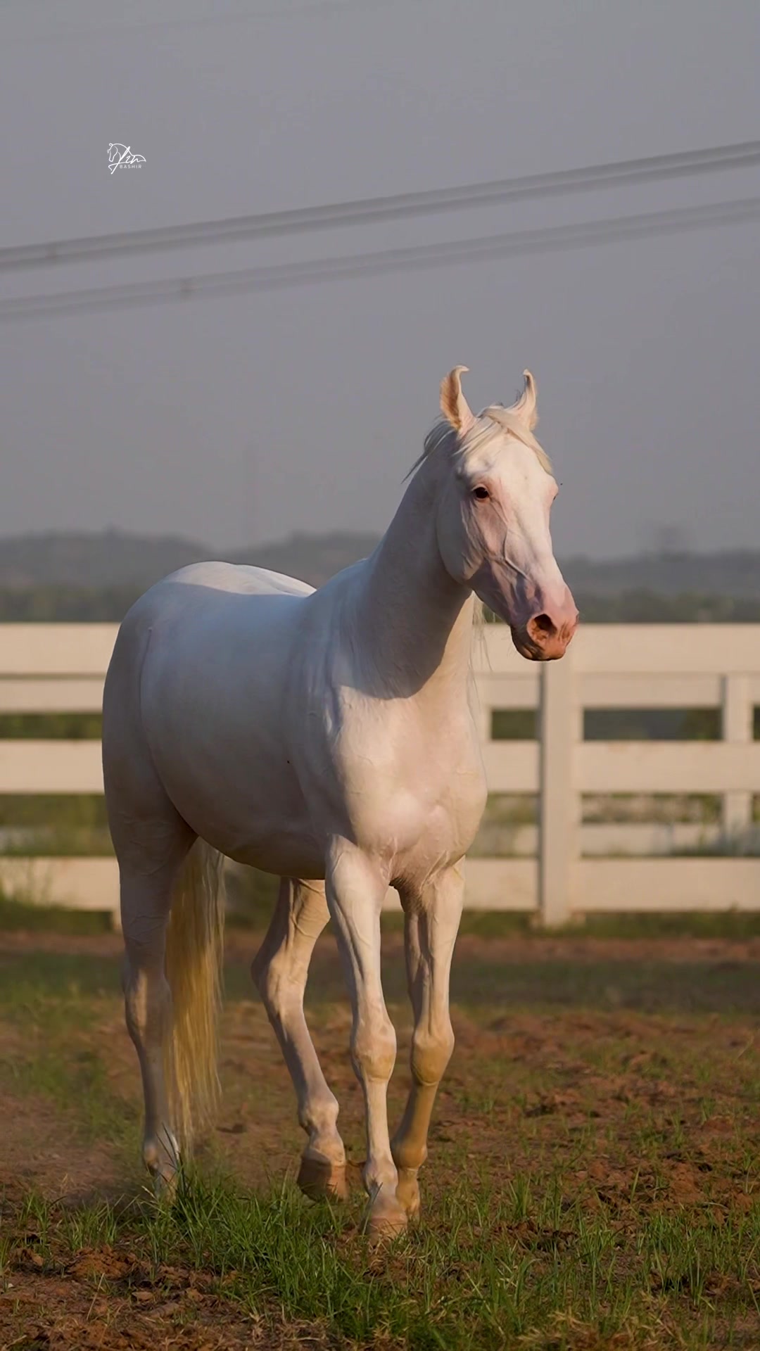 @SUNRISE STUD FARMS RAWALPINDI