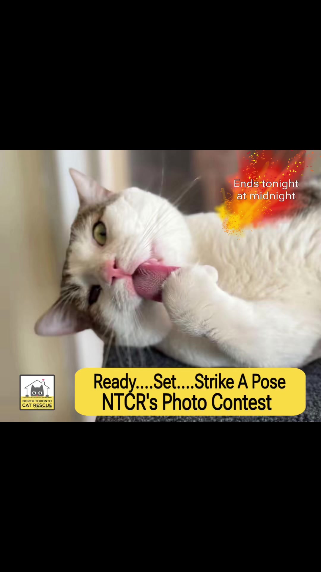 @North Toronto Cat Rescue