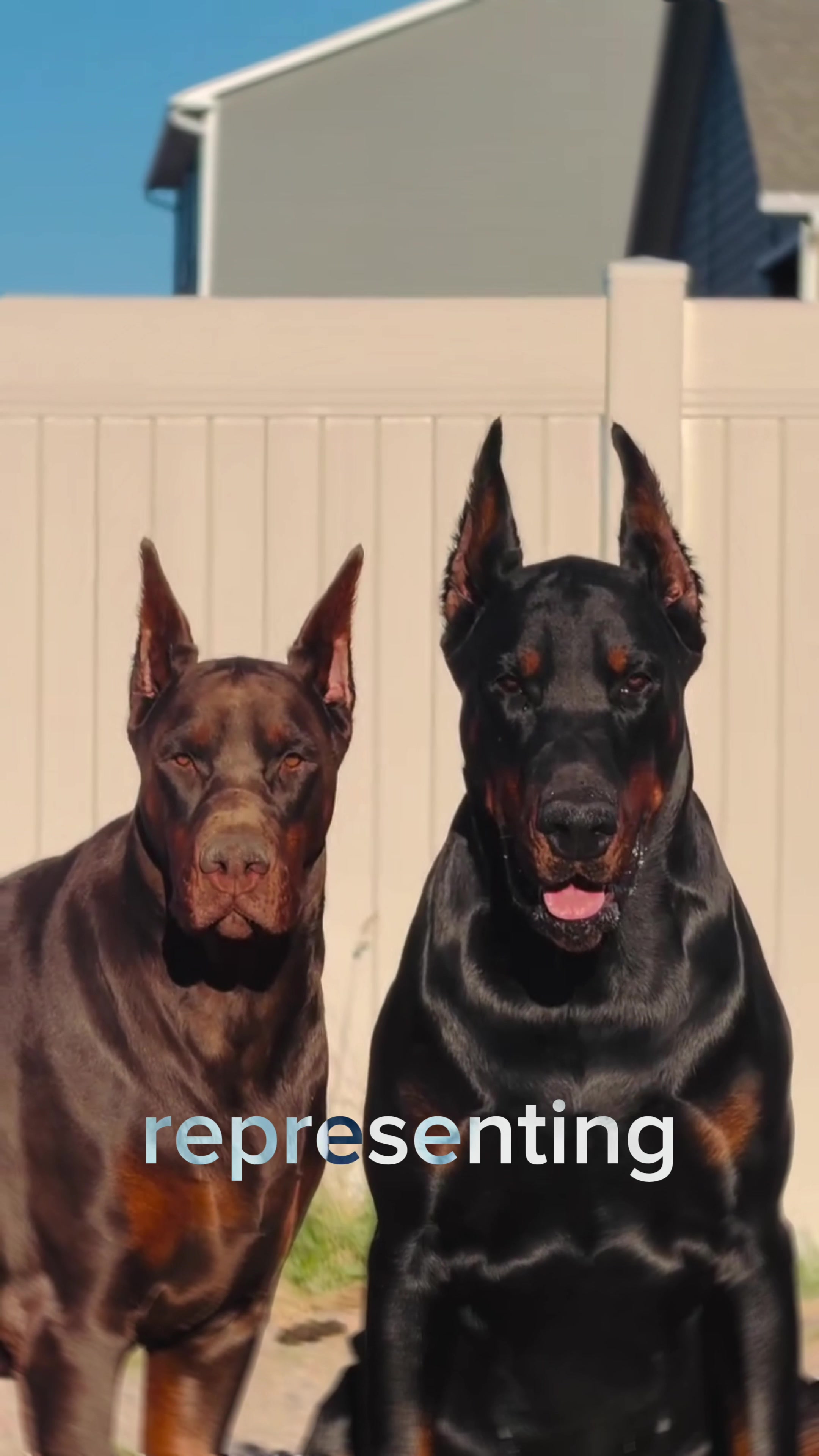 @The Canine Studio