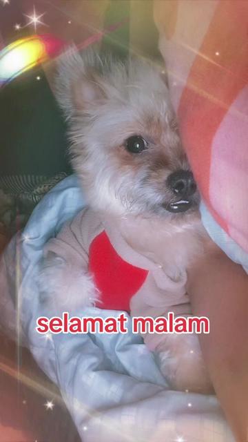 @camelia yanti