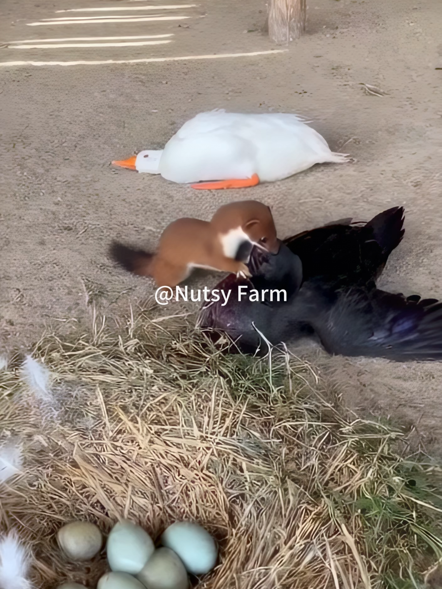 @NutsyFarm