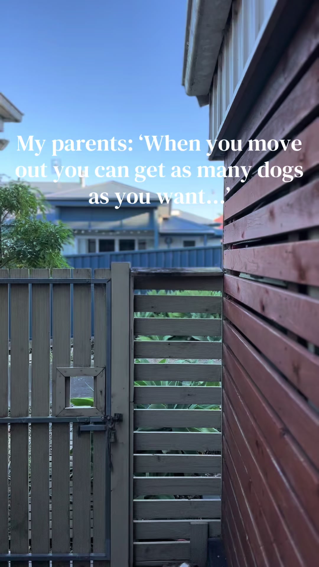 @ONATAH Dachshunds