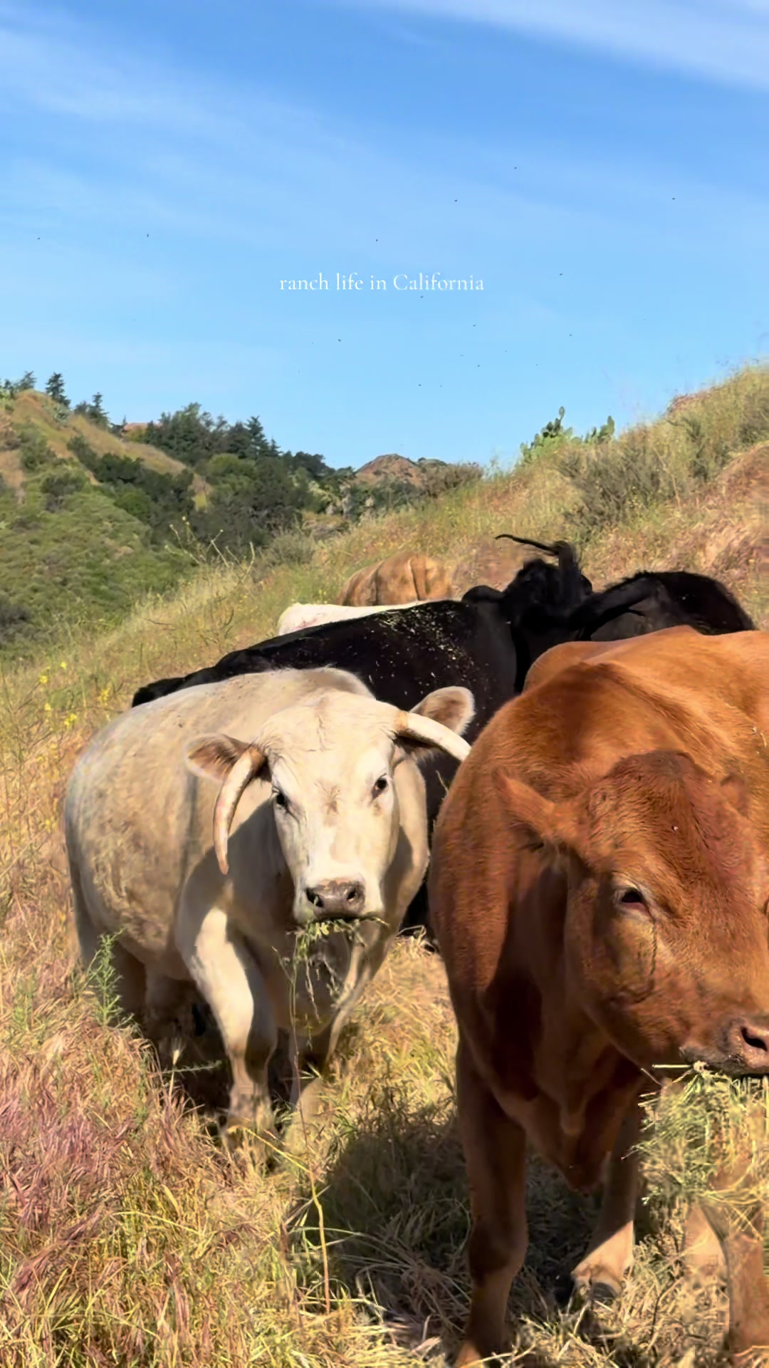 @myranchdiary