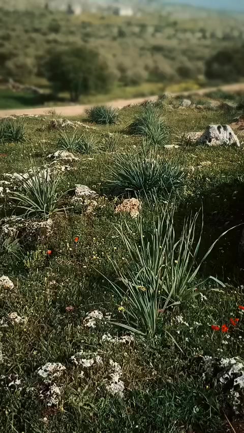 @بنت إدلب💚