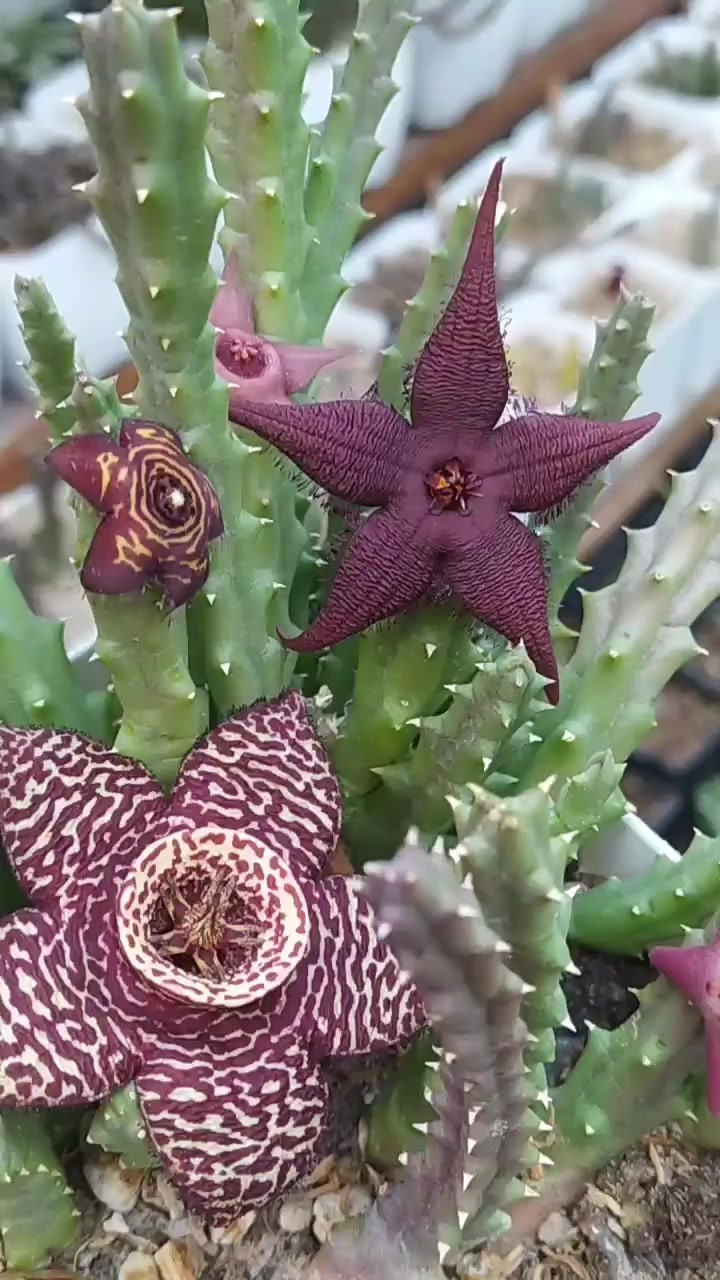 @💧&Ccedil;i&ccedil;ek dostu 🇹🇷💧