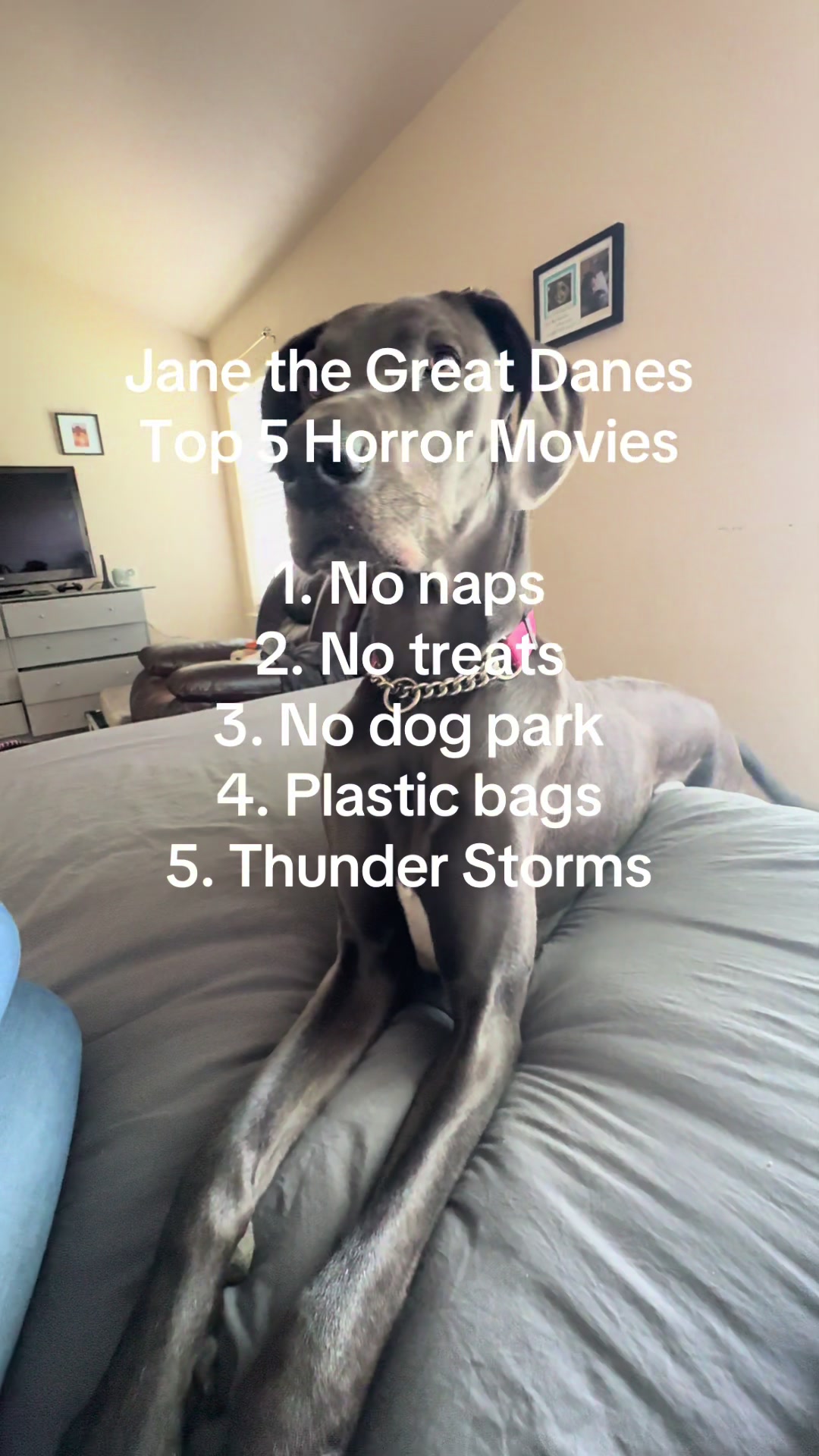 @janethegreatdane