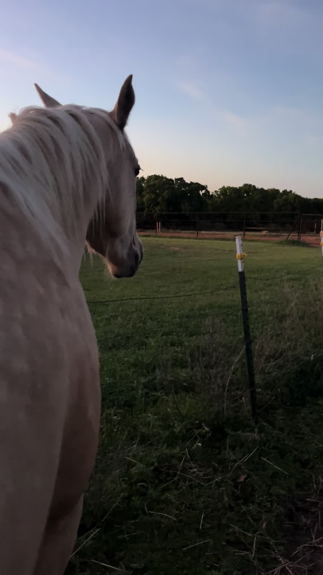 @haley&horses