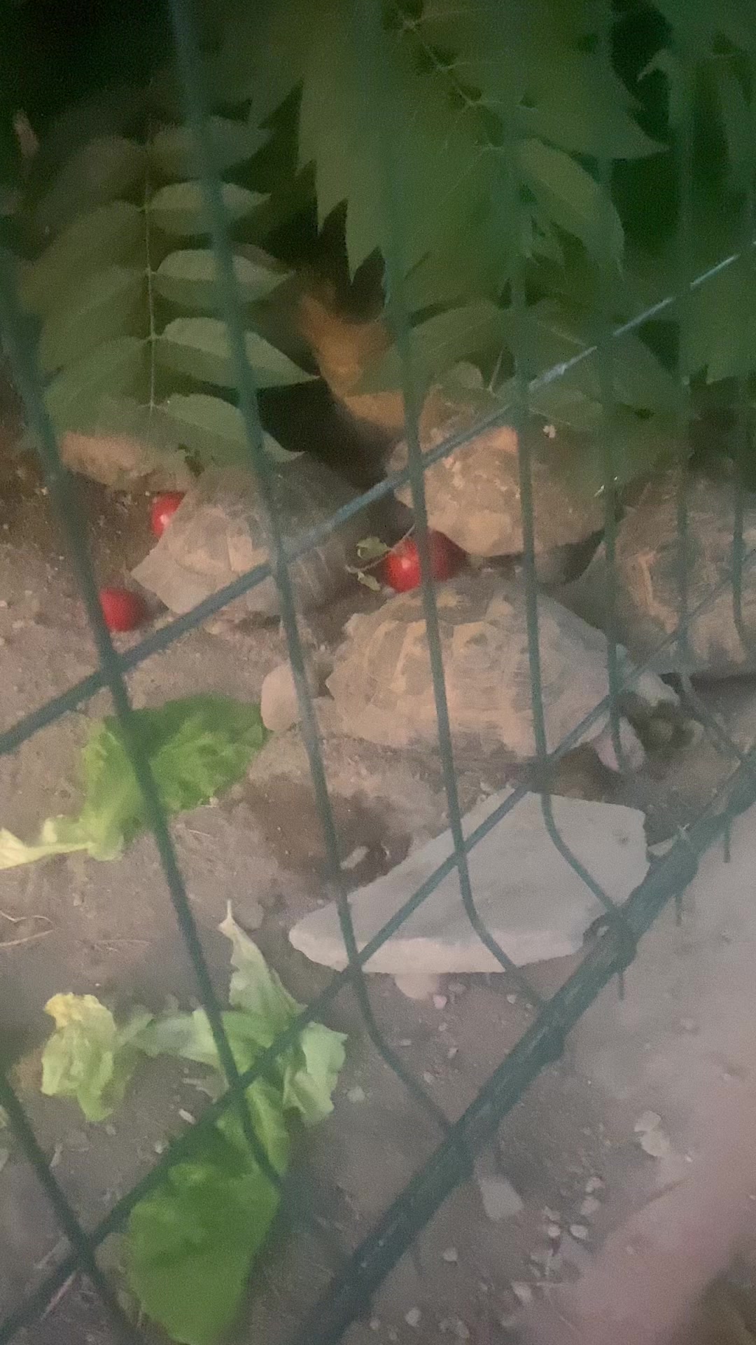 @KonyalıMüco4268