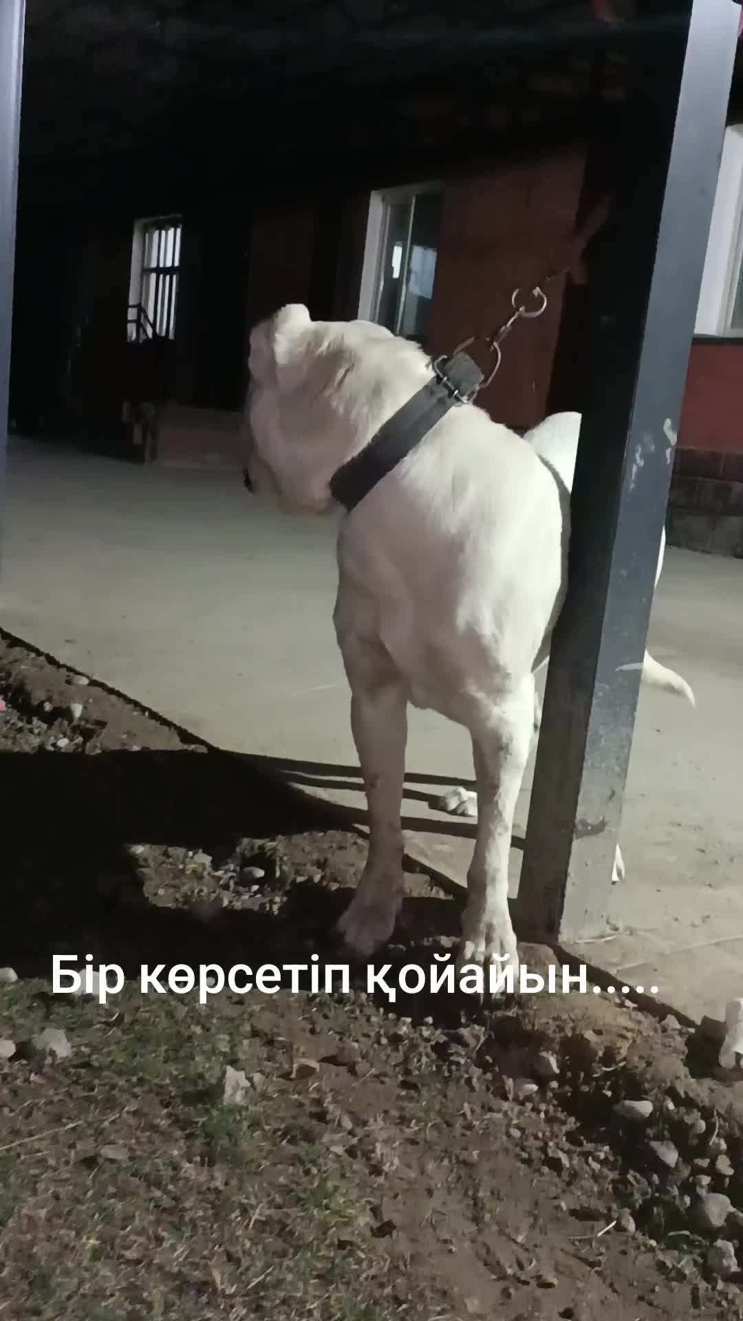 @🇰🇿✊𝔸𝕗𝕚𝕟𝕒 ✊🇰🇿