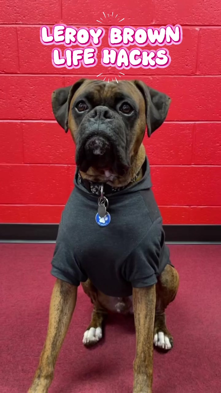@boxermadness